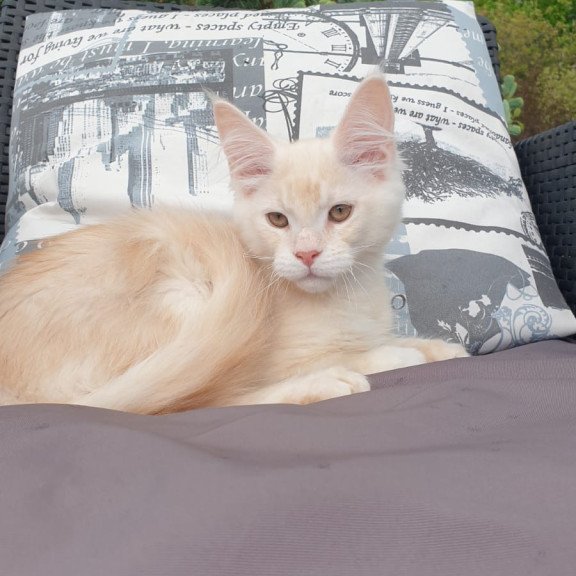 Maine Coon NOV Fender