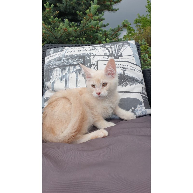 Maine Coon NOV Fender