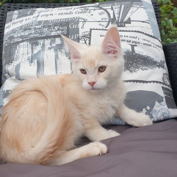 Maine Coon NOV Fender