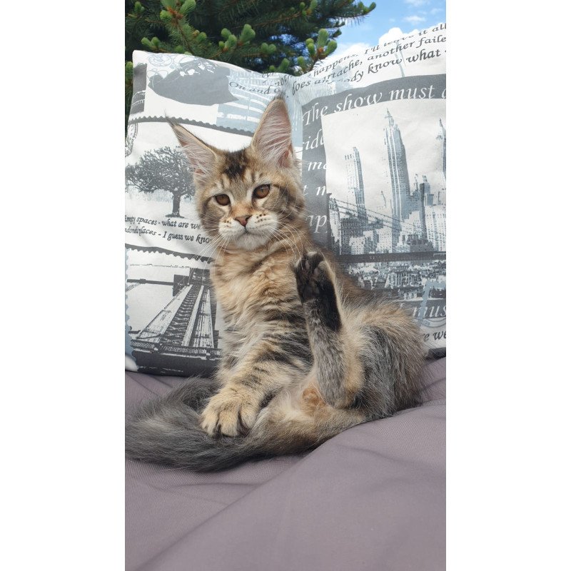 Maine Coon NOV Ellie