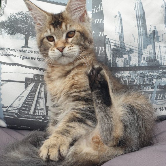 Maine Coon NOV Ellie
