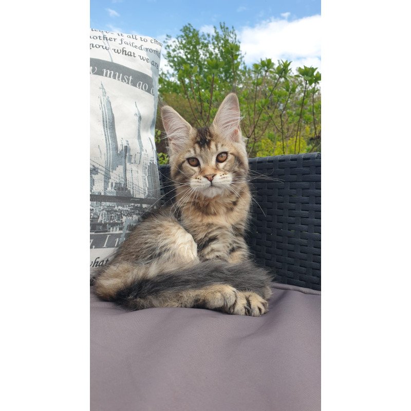 Maine Coon NOV Ellie
