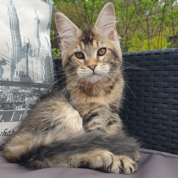 Maine Coon NOV Ellie