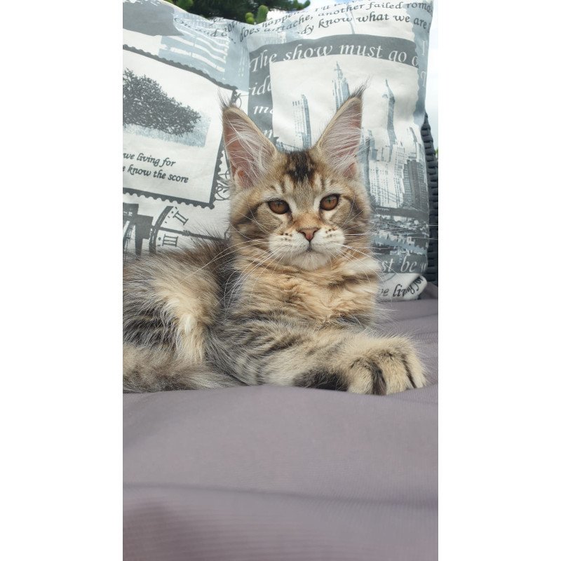 Maine Coon NOV Ellie