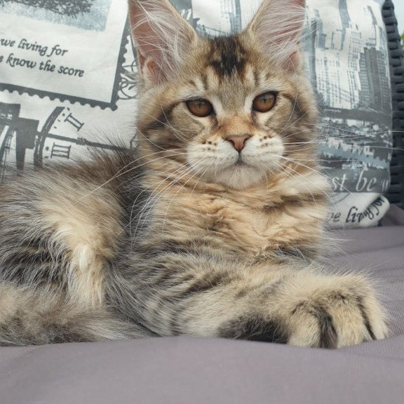 Maine Coon NOV Ellie