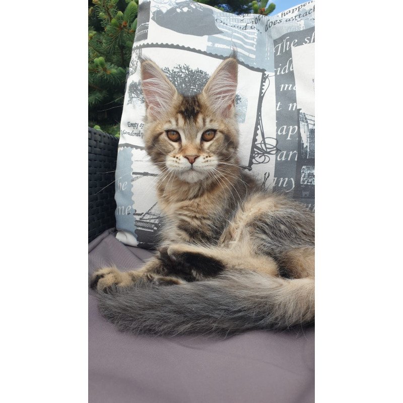 Maine Coon NOV Ellie