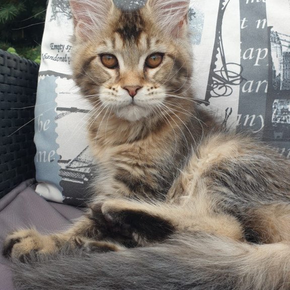Maine Coon NOV Ellie