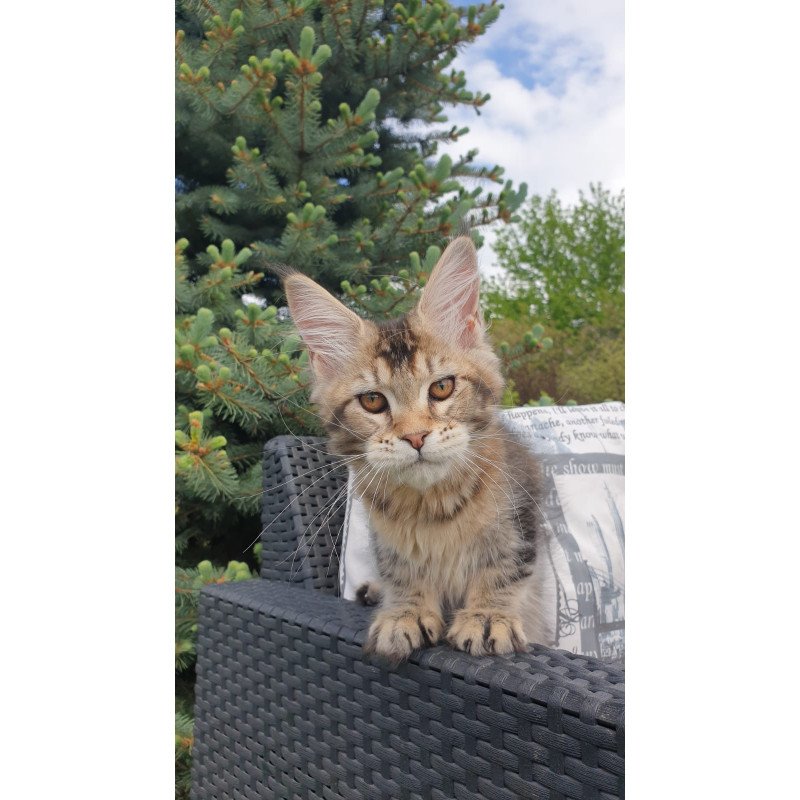 Maine Coon NOV Ellie