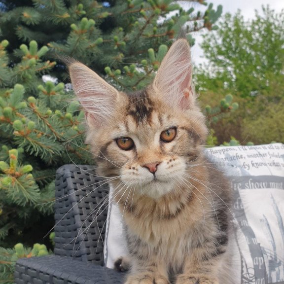 Maine Coon NOV Ellie