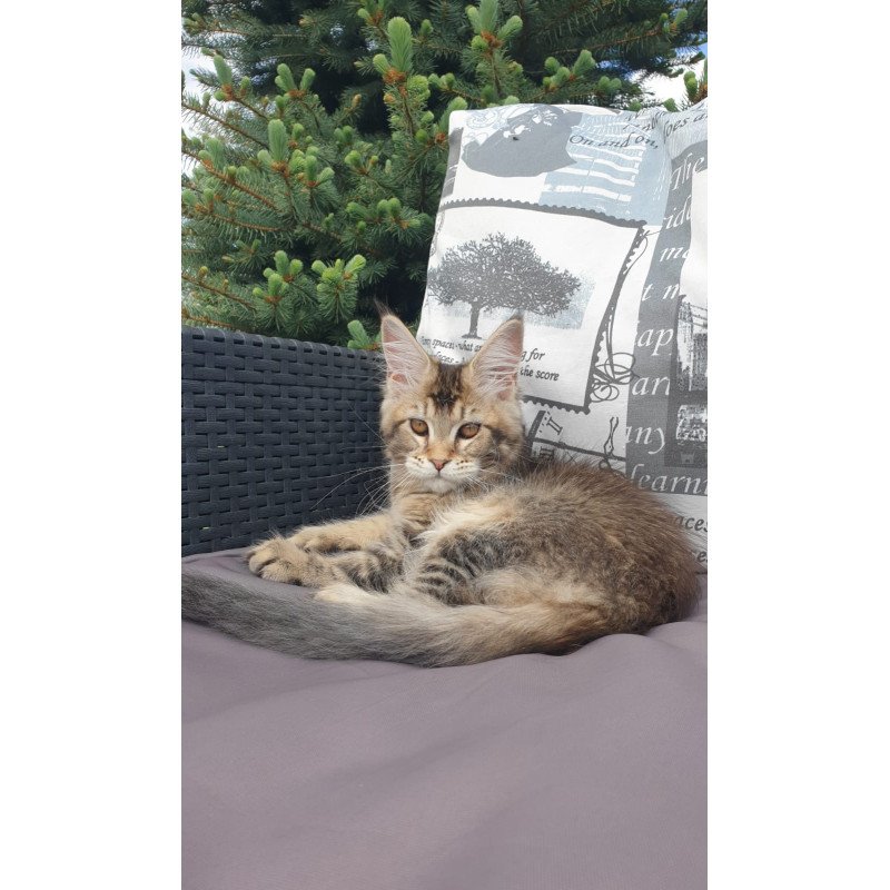 Maine Coon NOV Ellie