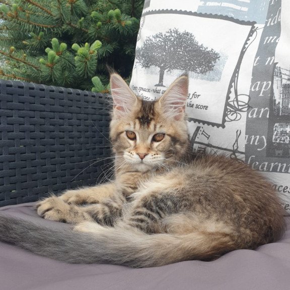 Maine Coon NOV Ellie
