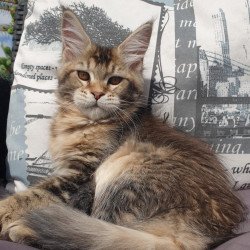 Maine Coon NOV Ellie