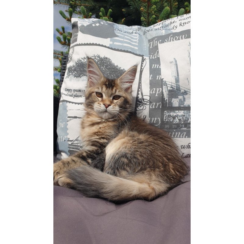 Maine Coon NOV Ellie