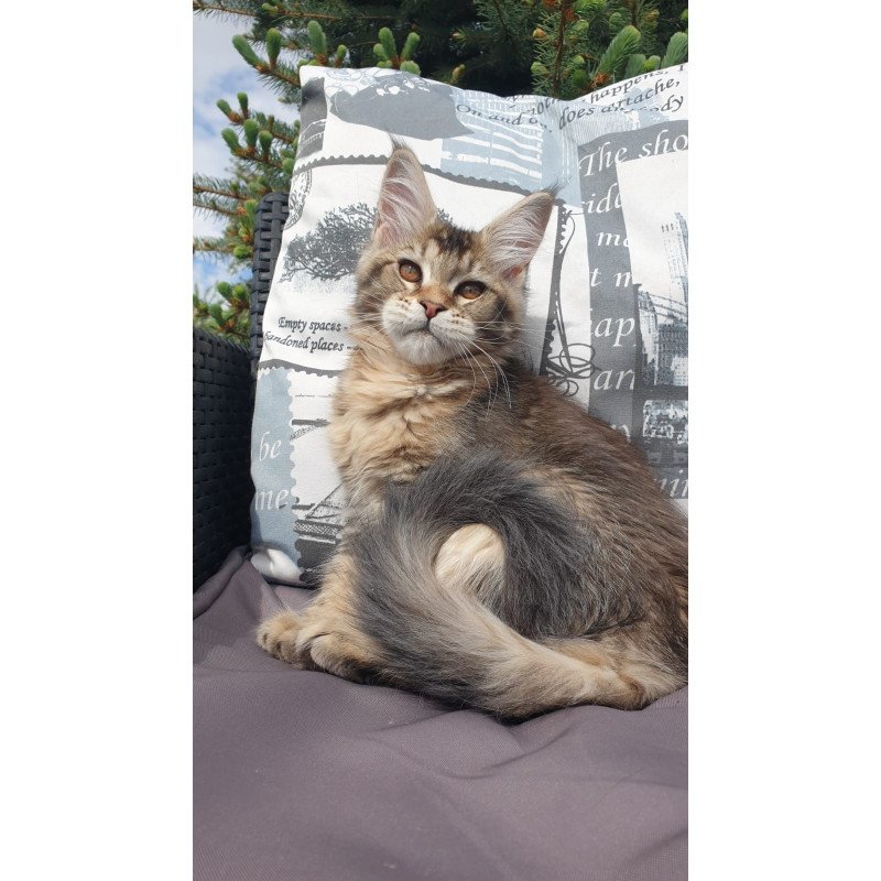 Maine Coon NOV Ellie