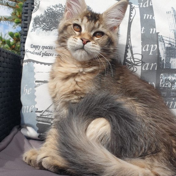 Maine Coon NOV Ellie