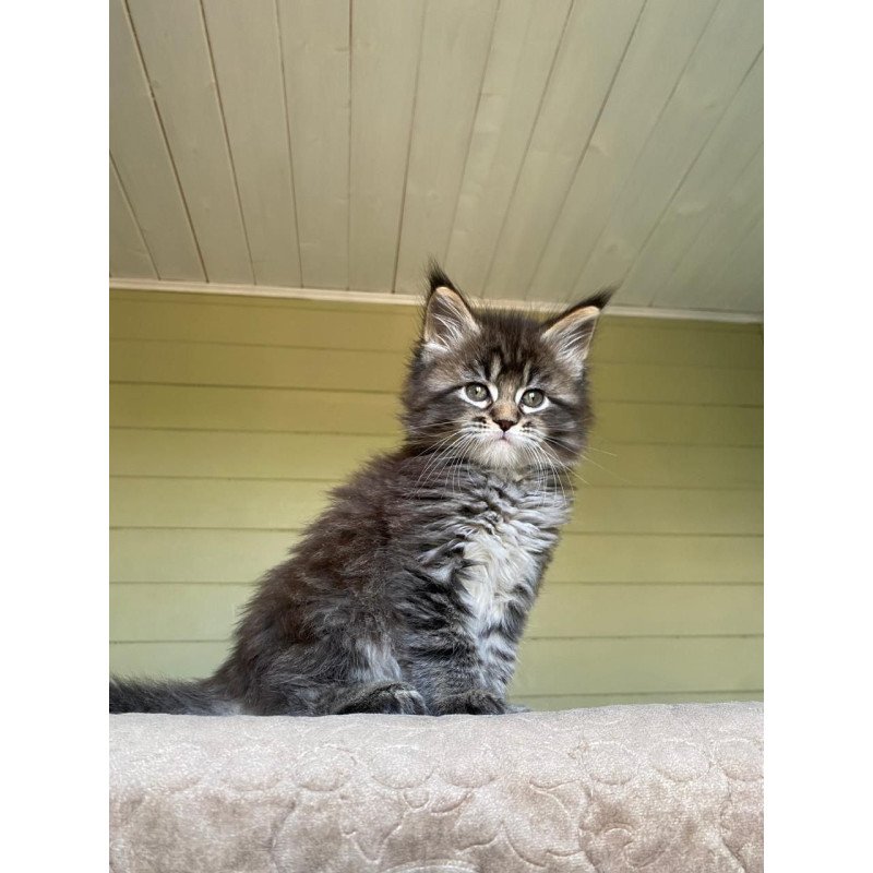 Maine Coon NOV Snickers