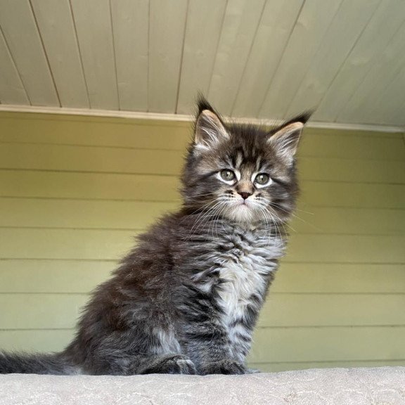 Maine Coon NOV Snickers