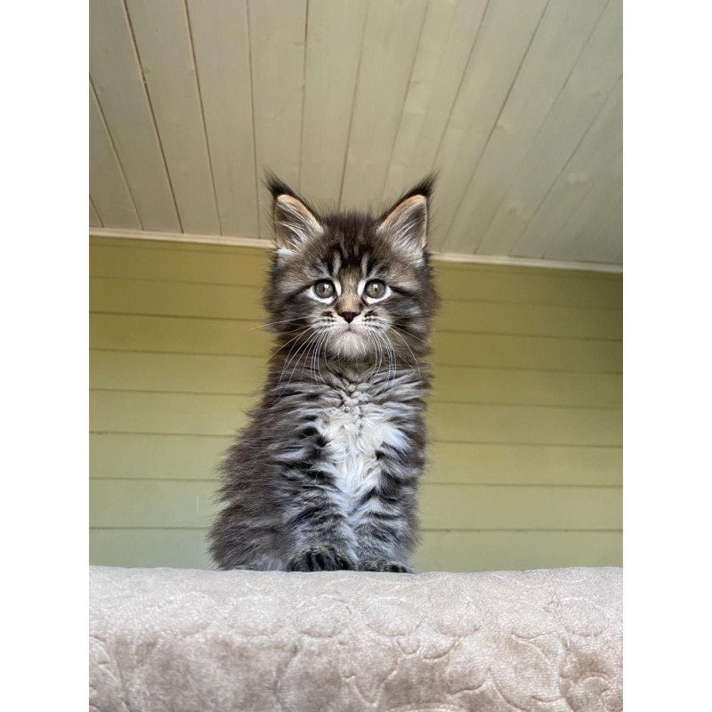 Maine Coon NOV Snickers