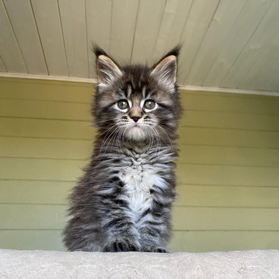 Maine Coon NOV Snickers