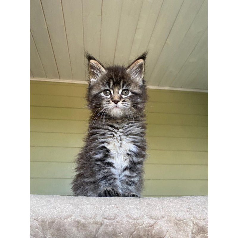 Maine Coon NOV Snickers