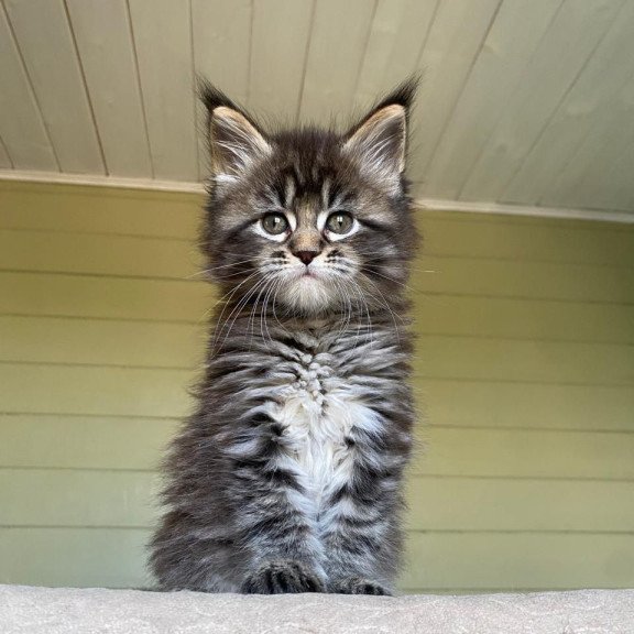 Maine Coon NOV Snickers