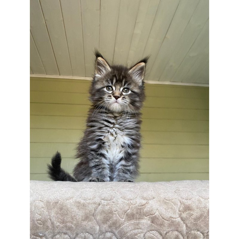 Maine Coon NOV Snickers