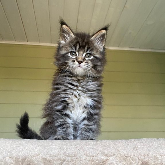 Maine Coon NOV Snickers