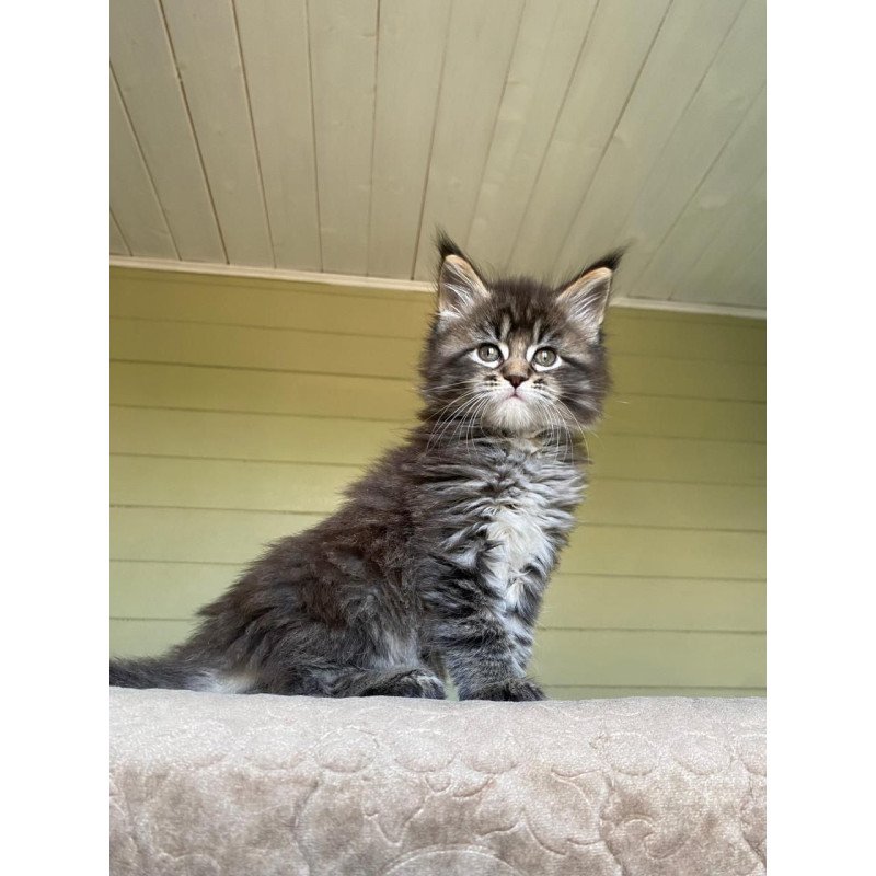 Maine Coon NOV Snickers