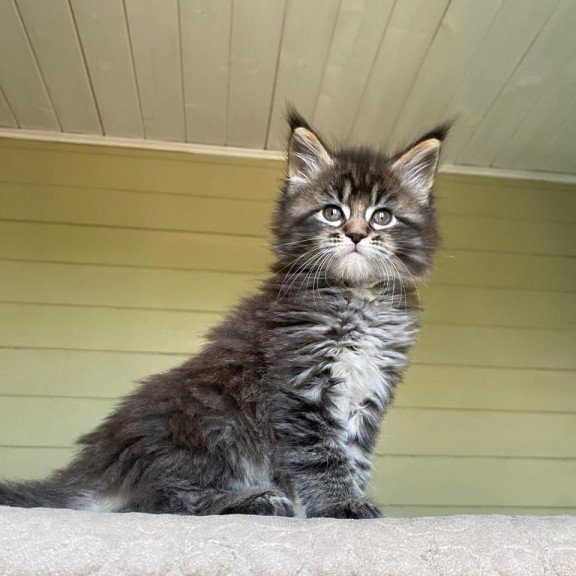 Maine Coon NOV Snickers