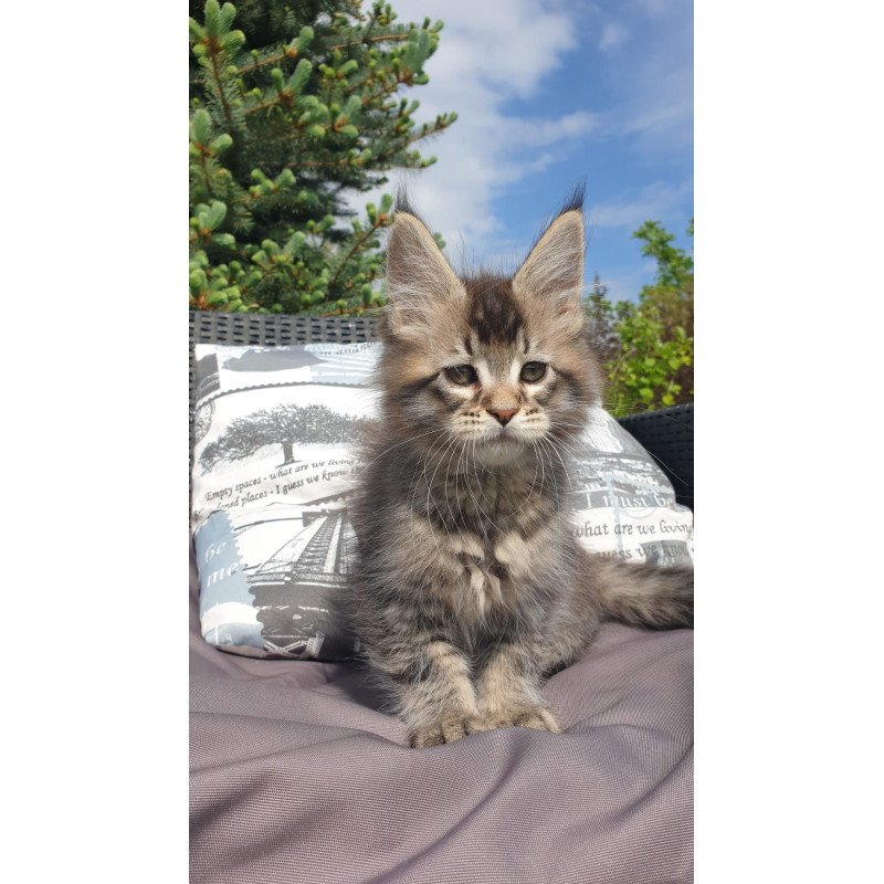 Maine Coon NOV Grace