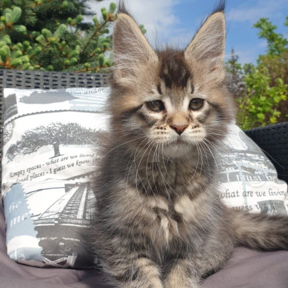 Maine Coon NOV Grace