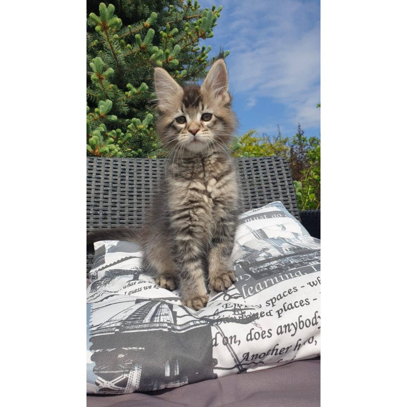 Maine Coon NOV Grace