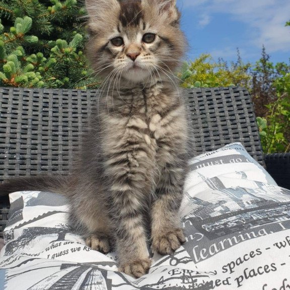 Maine Coon NOV Grace