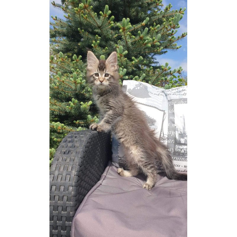 Maine Coon NOV Grace