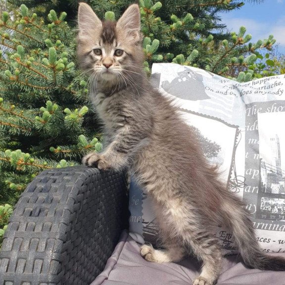 Maine Coon NOV Grace