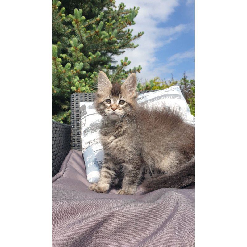 Maine Coon NOV Grace