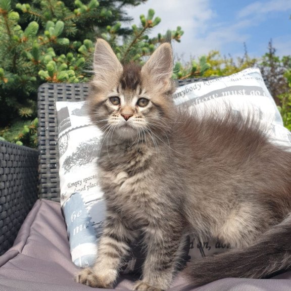 Maine Coon NOV Grace