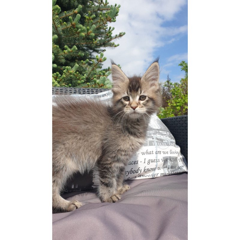 Maine Coon NOV Grace