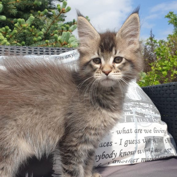 Maine Coon NOV Grace