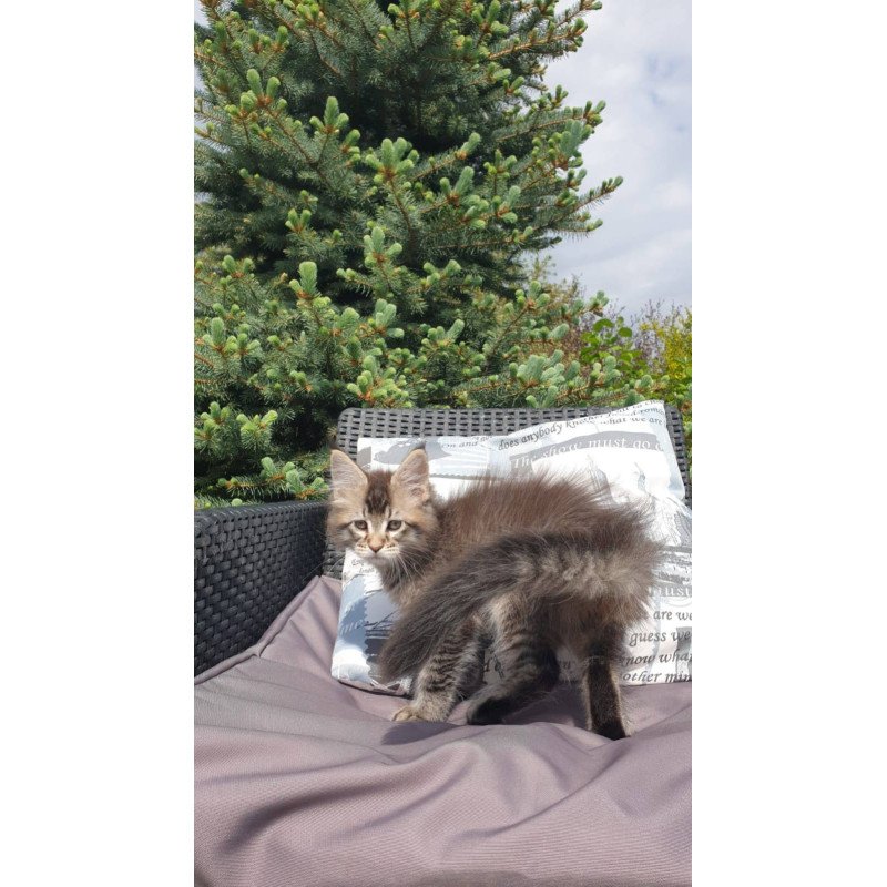 Maine Coon NOV Grace