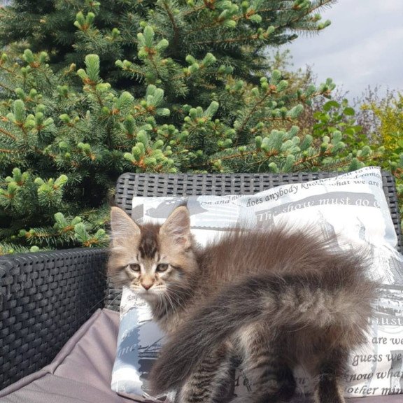 Maine Coon NOV Grace