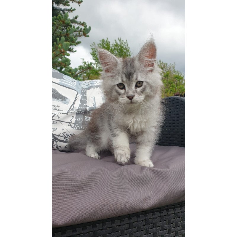 Maine Coon NOV Graham