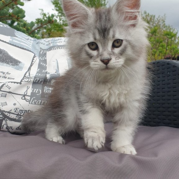 Maine Coon NOV Graham