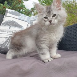 Maine Coon NOV Graham