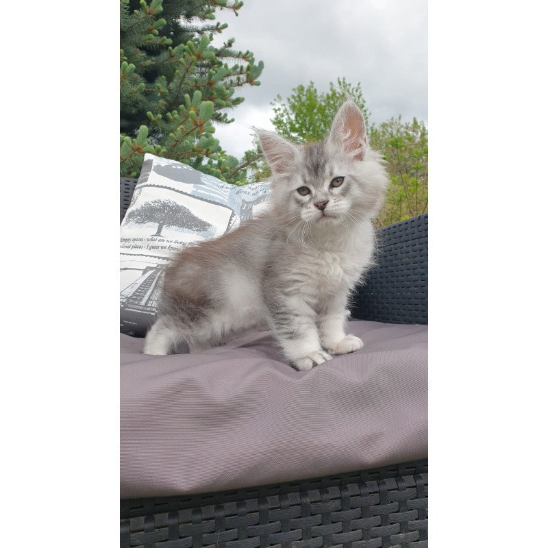 Maine Coon NOV Graham