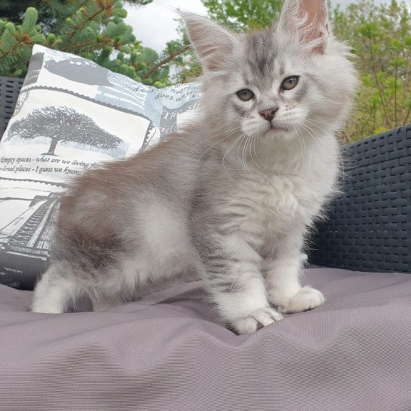 Maine Coon NOV Graham