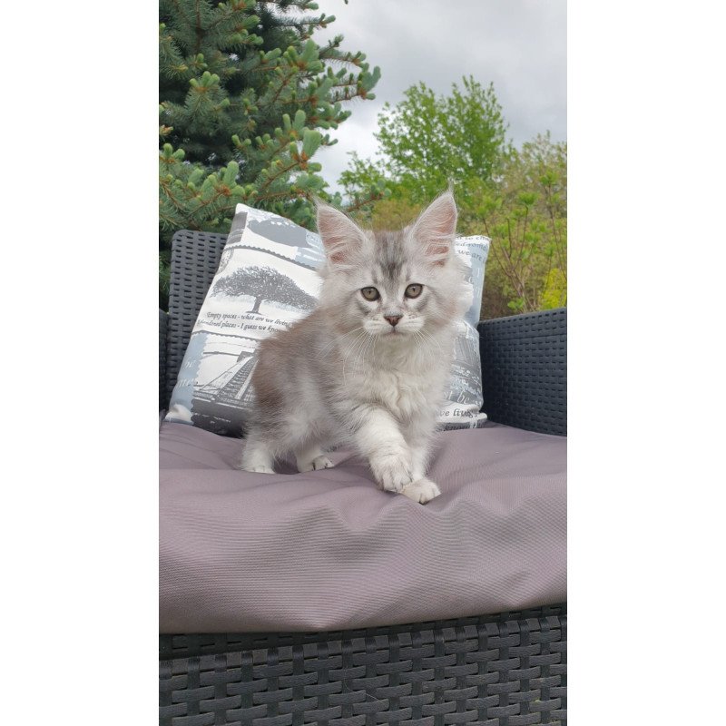 Maine Coon NOV Graham
