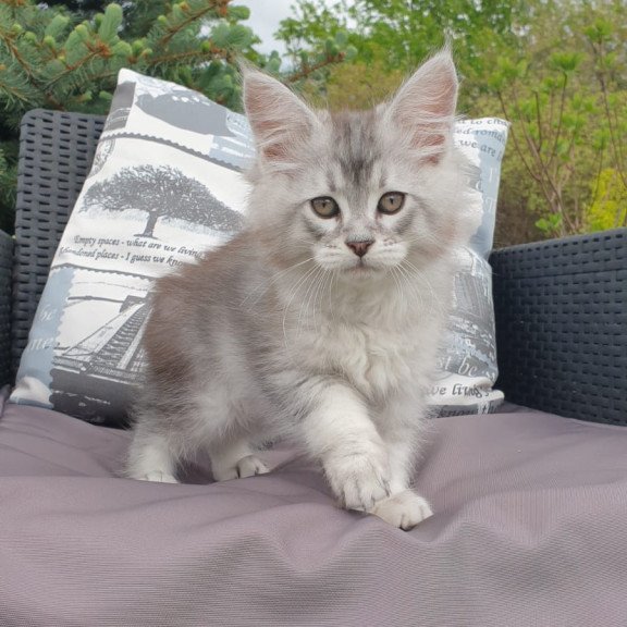 Maine Coon NOV Graham