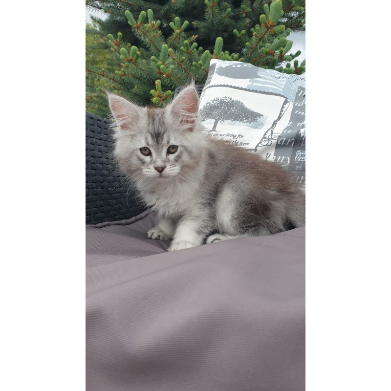Maine Coon NOV Graham
