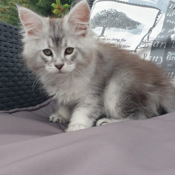 Maine Coon NOV Graham
